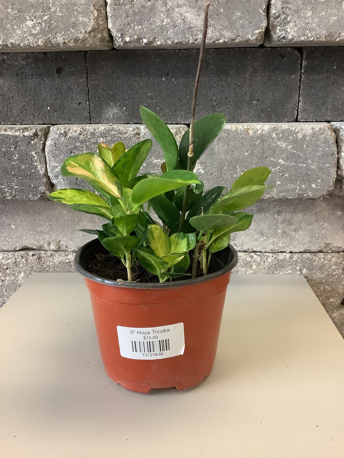 Hoya Tricolor