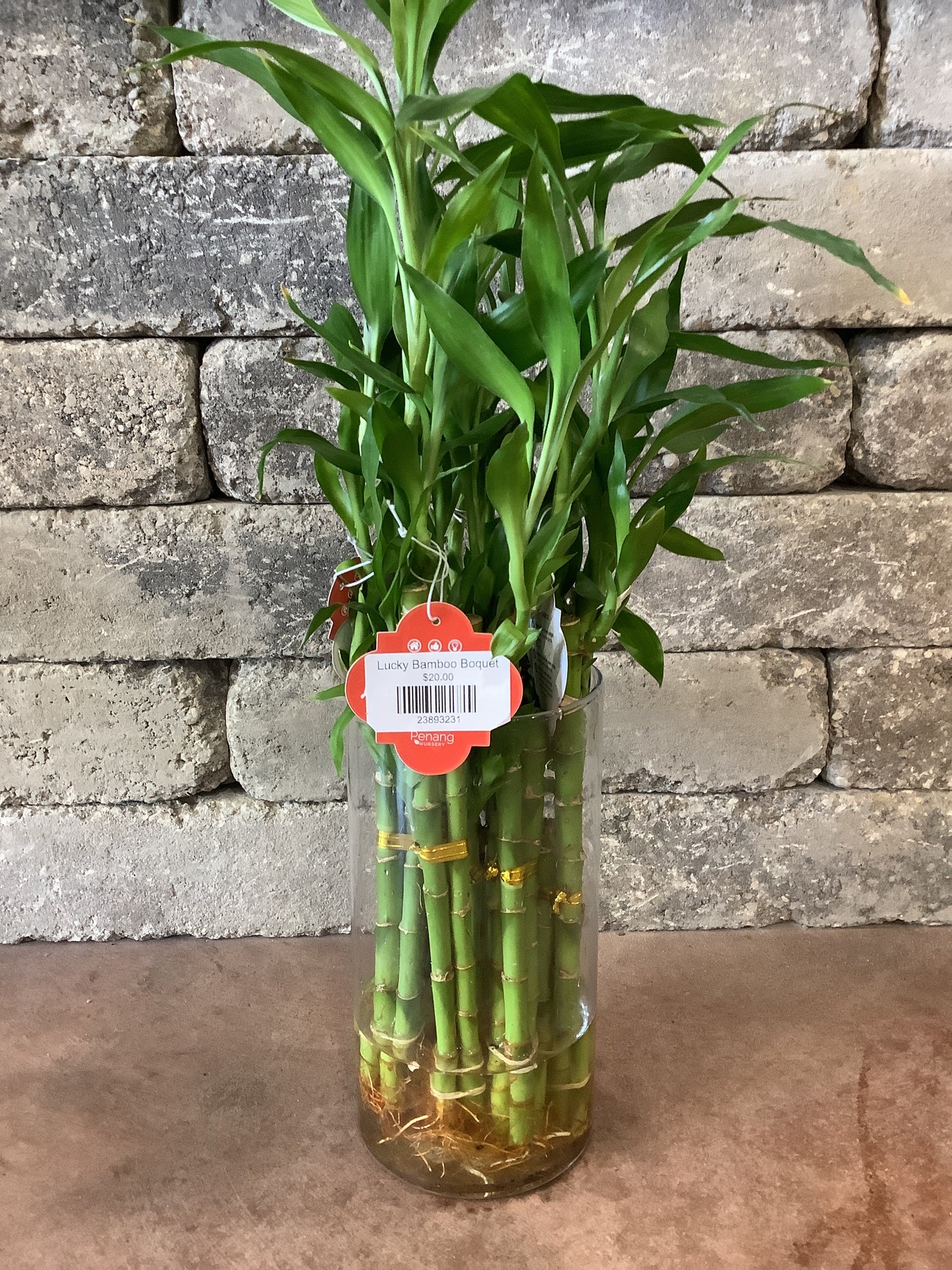 Lucky Bamboo Bouquet