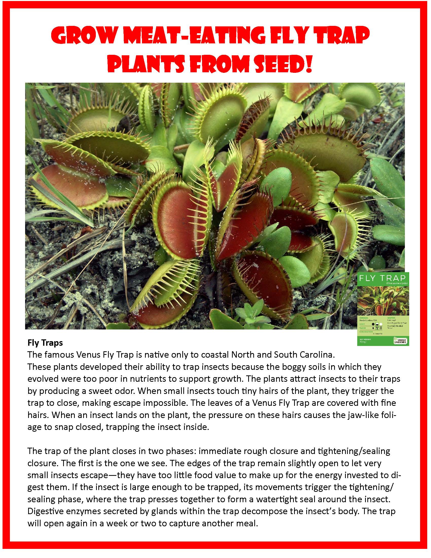 Flytraps Seed Square Terrarium
