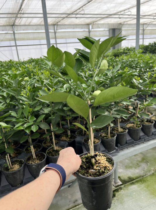 Pink Variegated Lemon