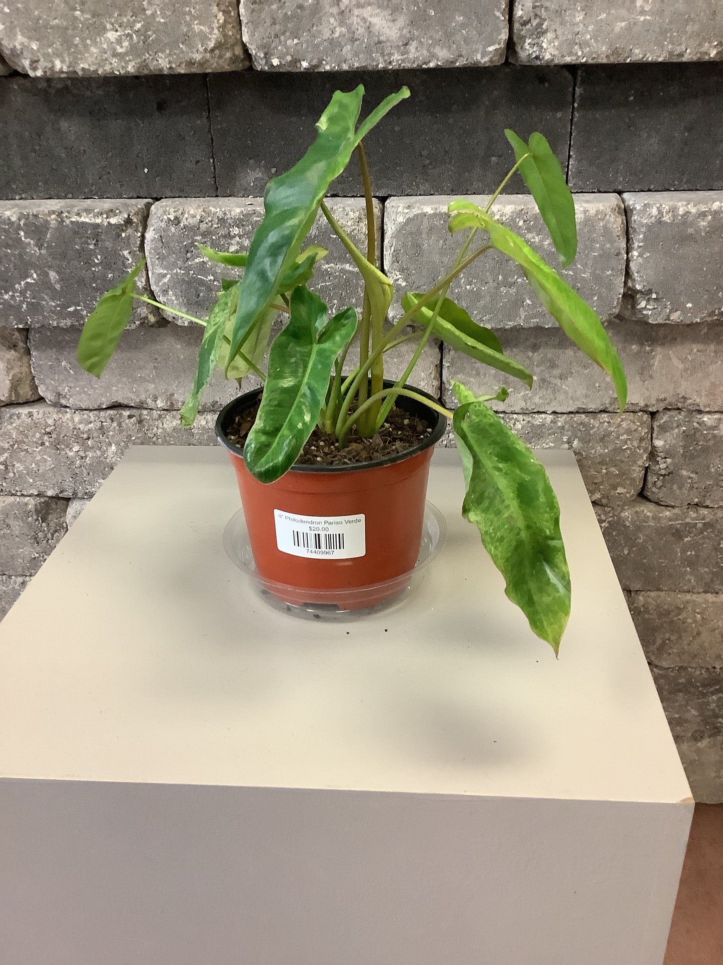 Philodendron Pariso Verde