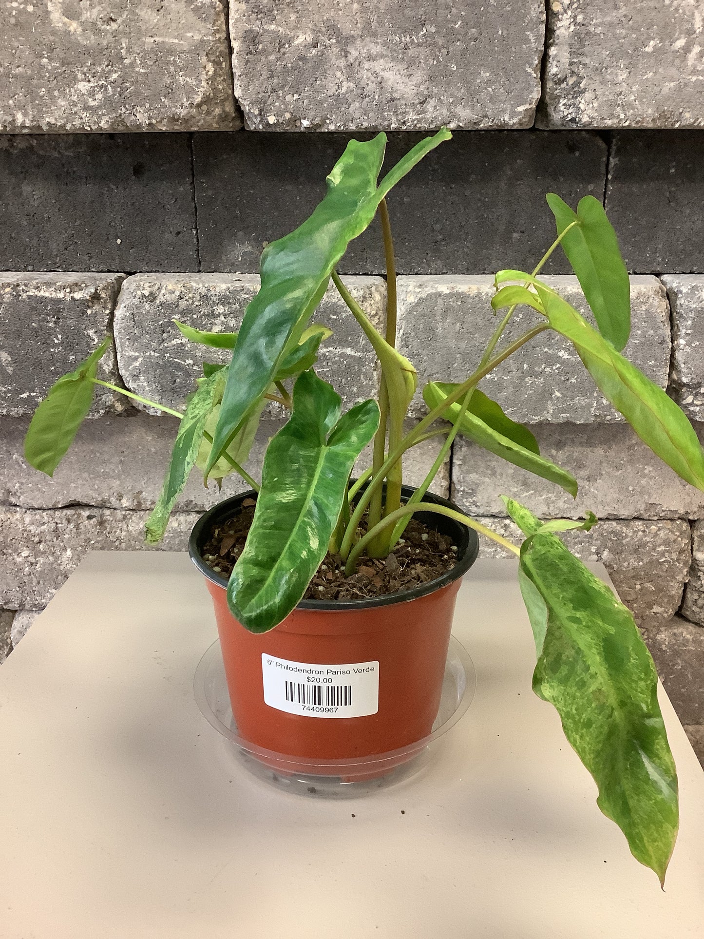 Philodendron Pariso Verde