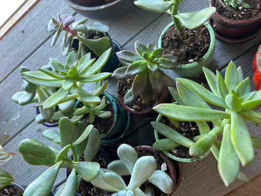 $10 Succulent