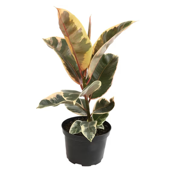 6" Ficus Tineke
