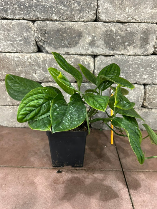 Peru Monstera