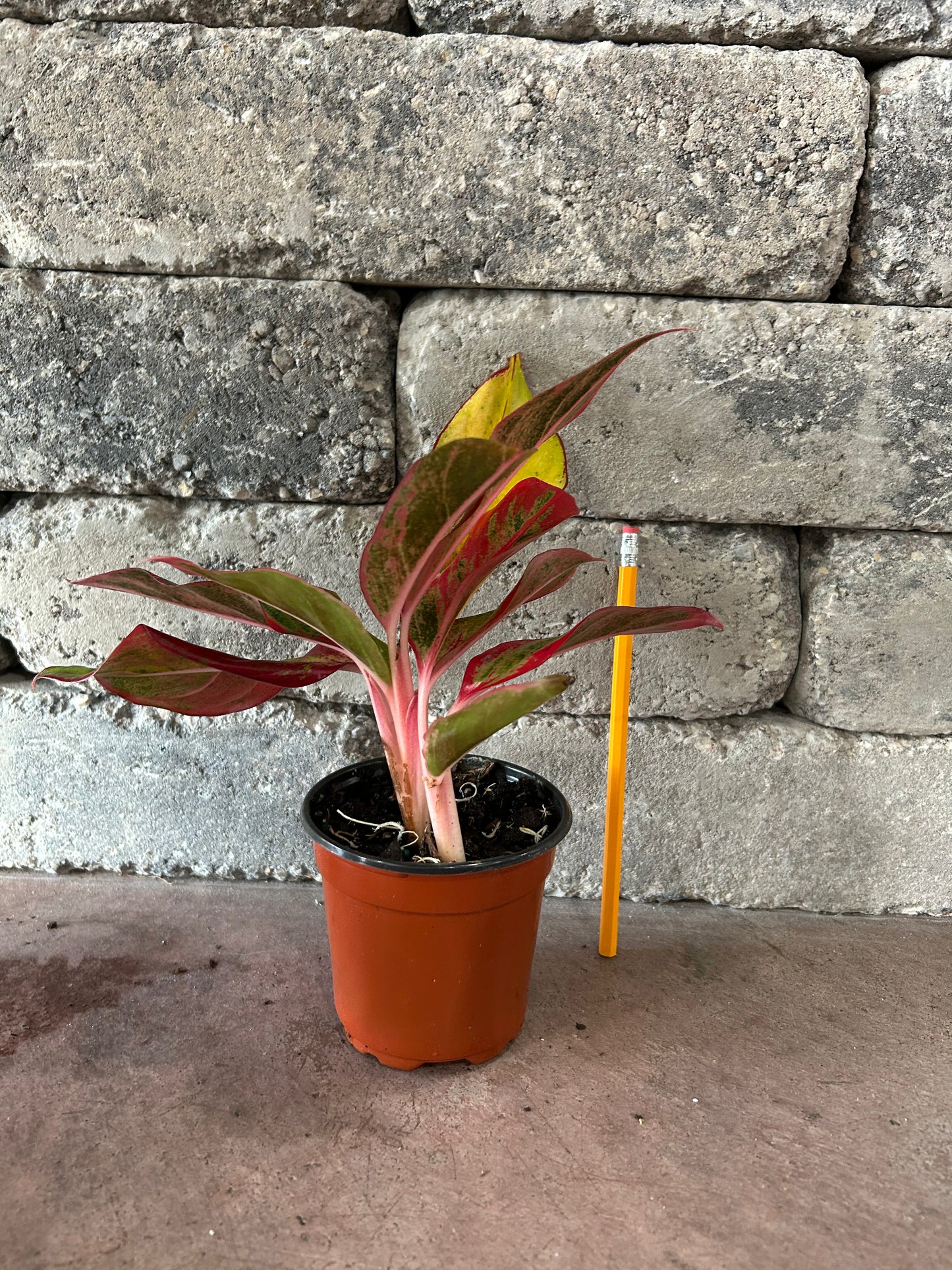 Chinese Evergreen