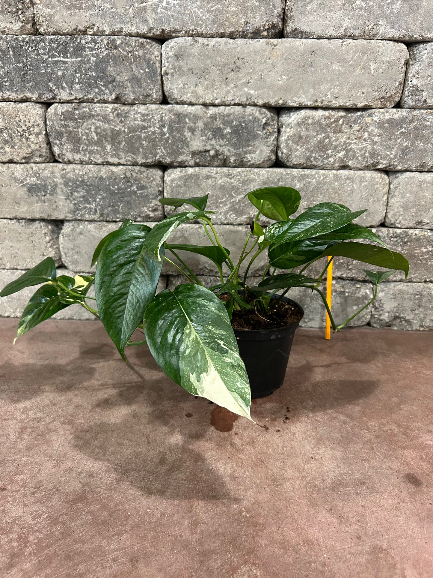 Albo Variegata Pothos
