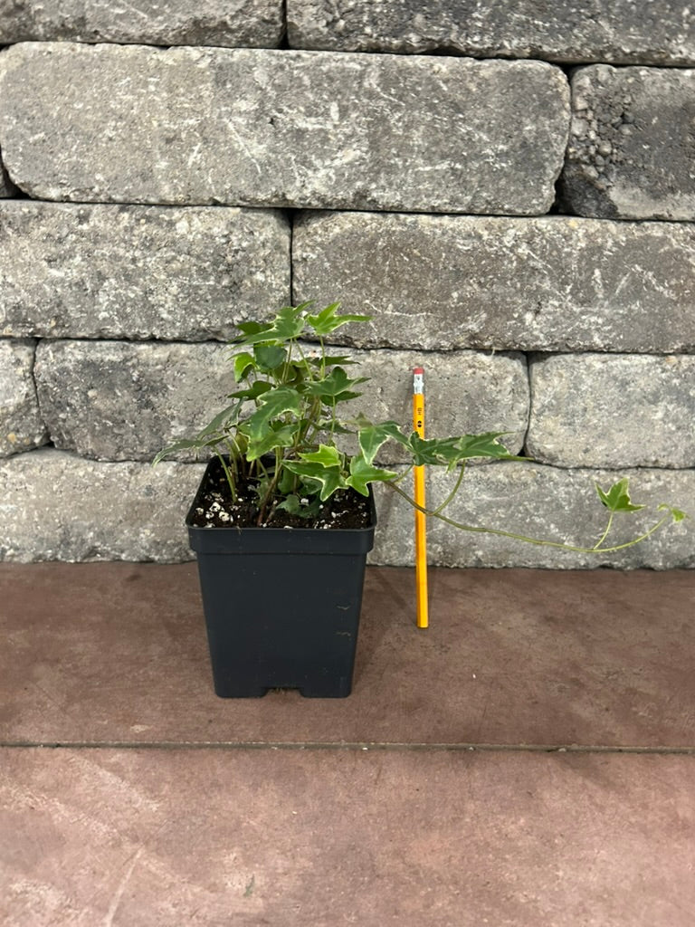 Variegated Ivy