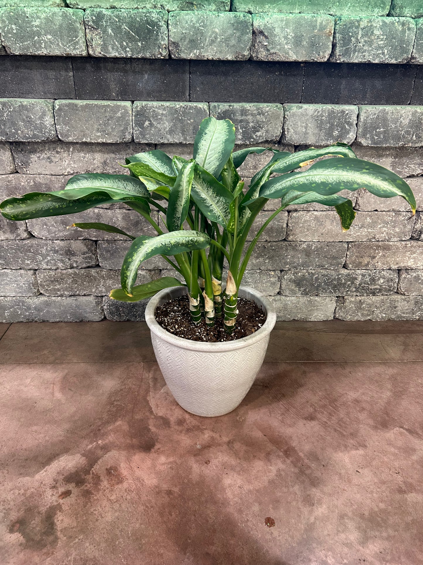 Dieffenbachia w/ Pot