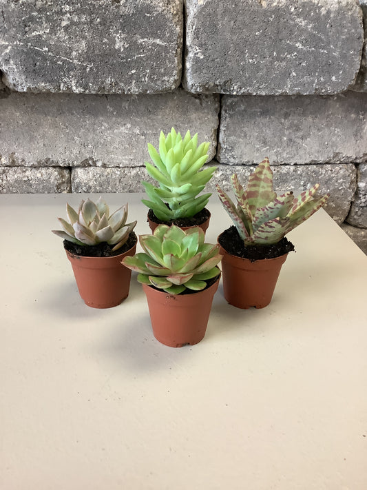 2" Succulent