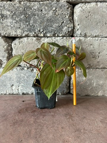Velvet Philodendron