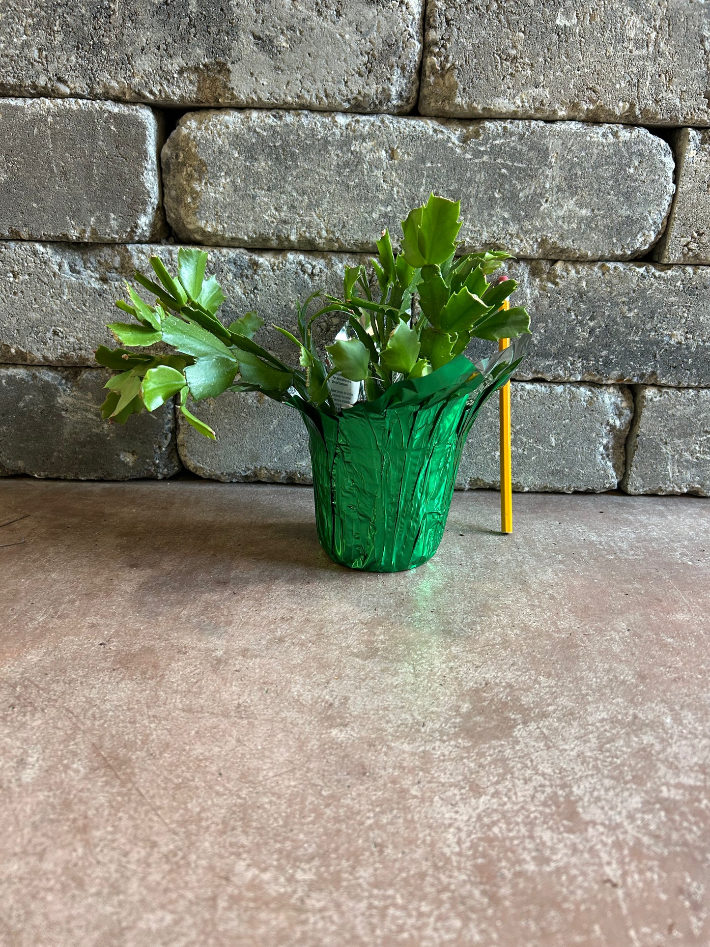 Christmas Cactus 4" (w/ foil cover)
