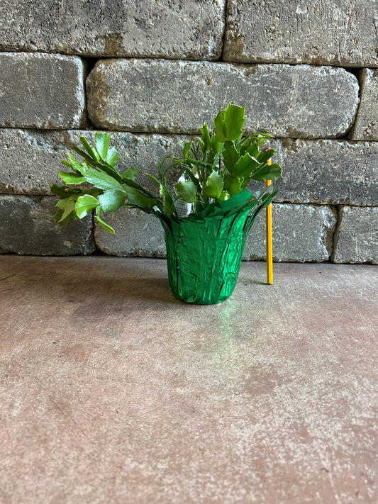 Christmas Cactus