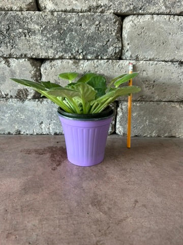 African Violets w/ Cover