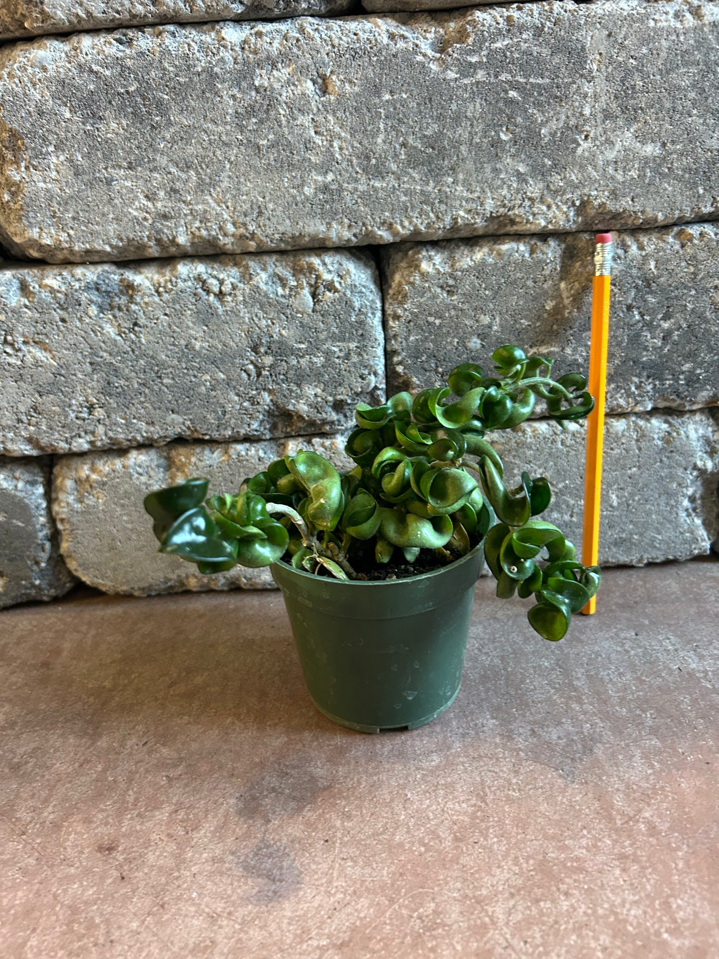 4" Hoya Rope