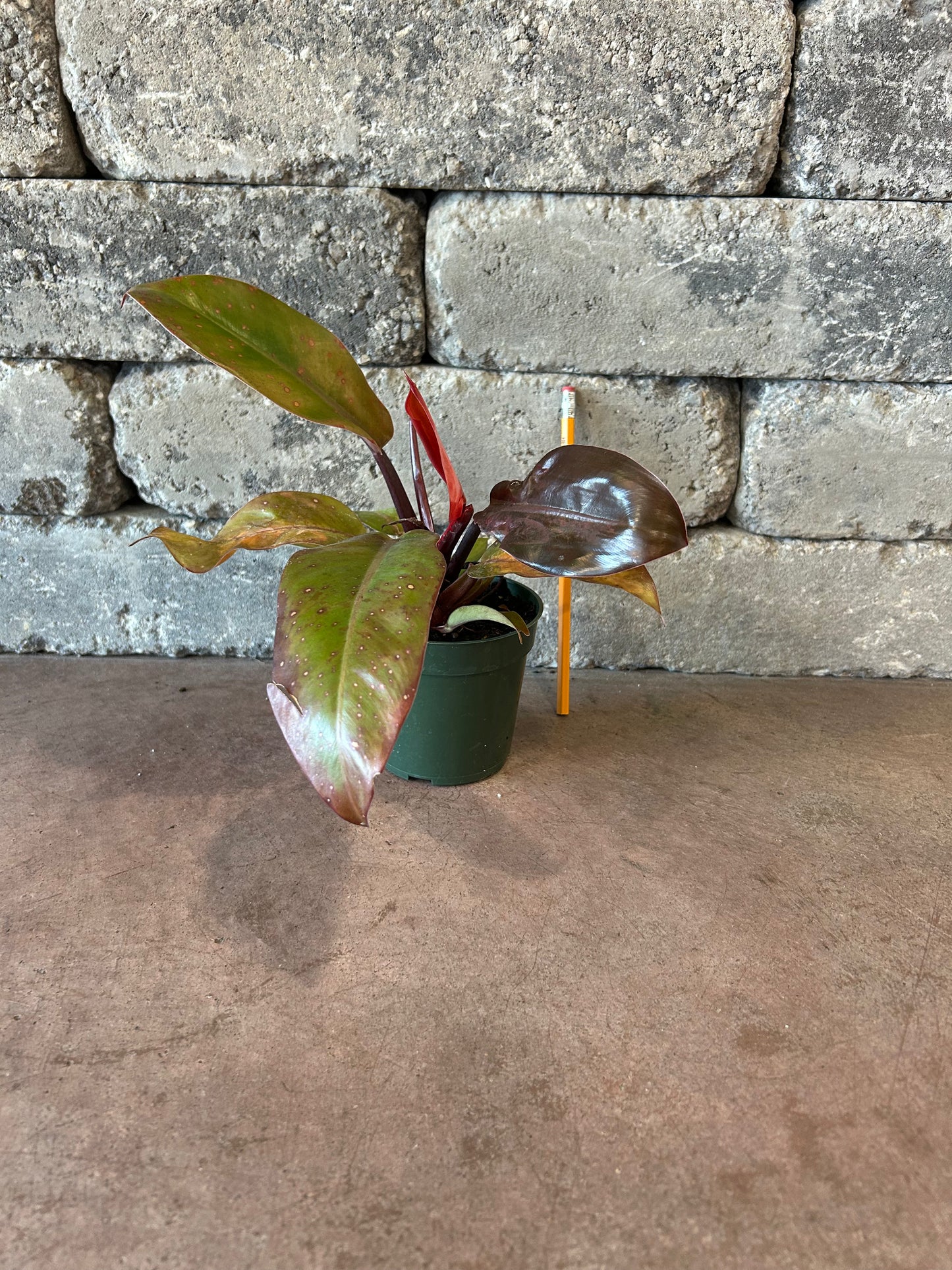 Prince of Orange Philodendron