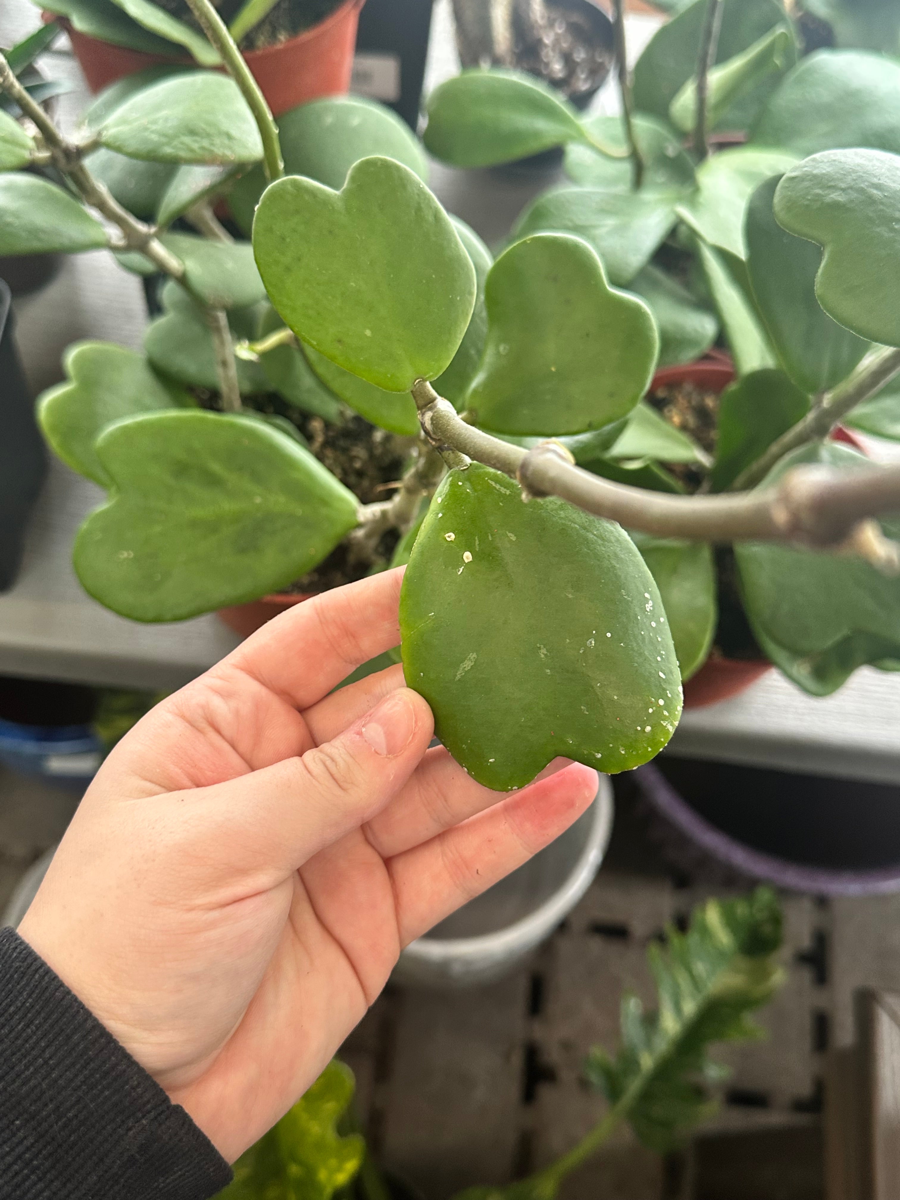 6" Heart Hoya