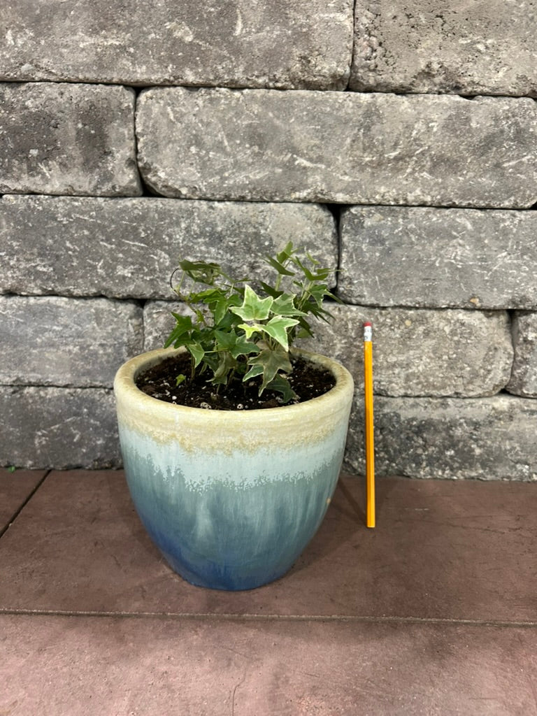 Variegated Ivy