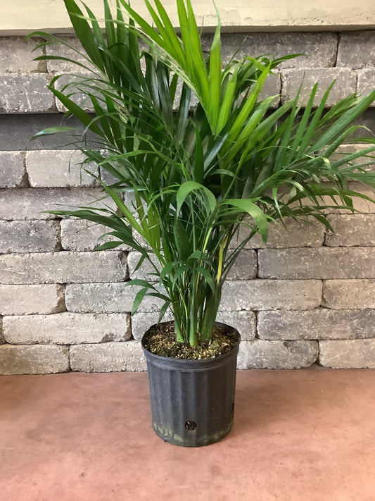 Cat Palm