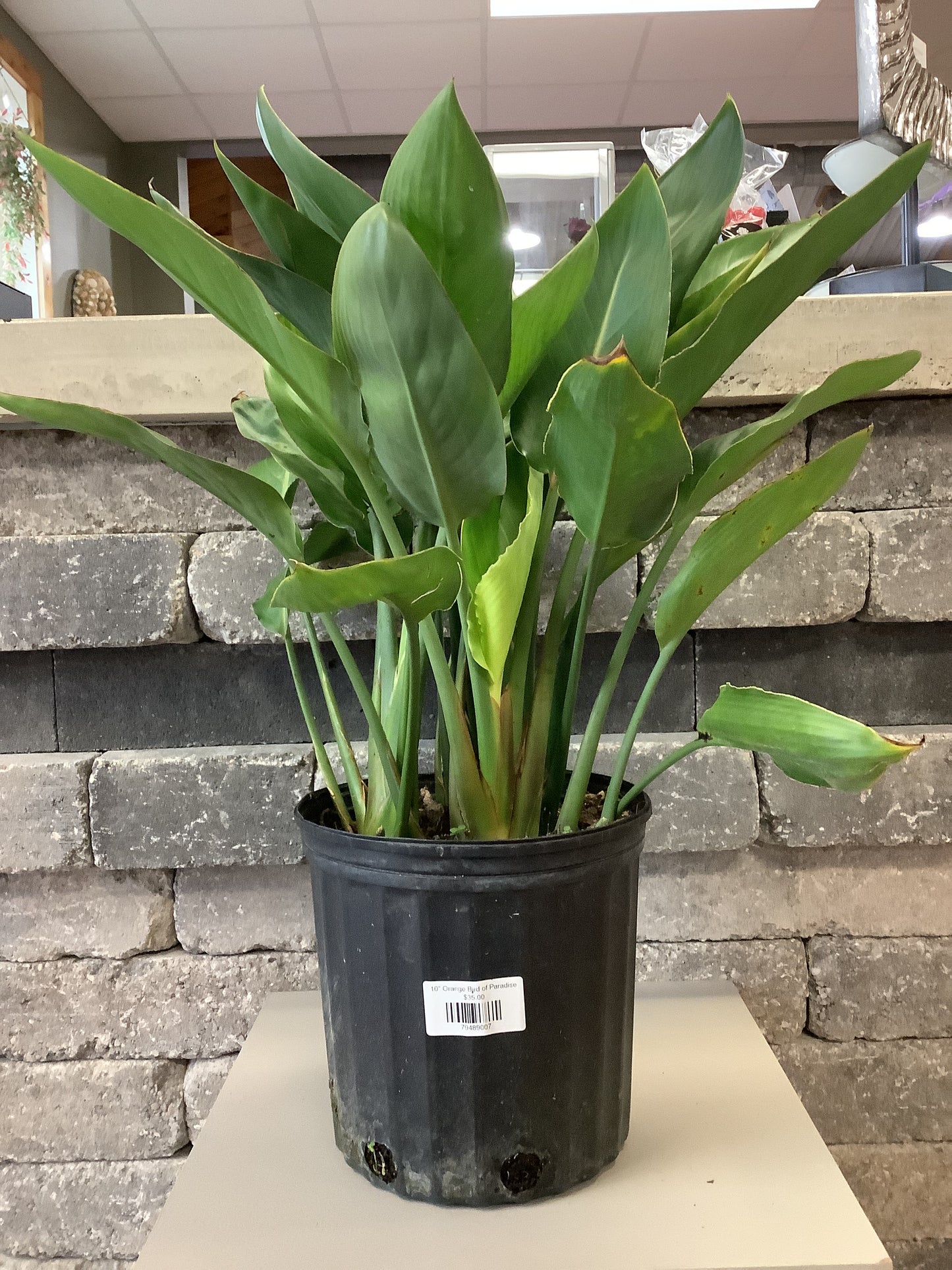 Orange Bird of Paradise