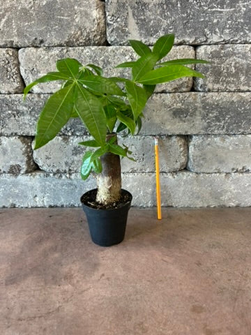 Money Tree 'Guiana Chestnut' Pachira Stump