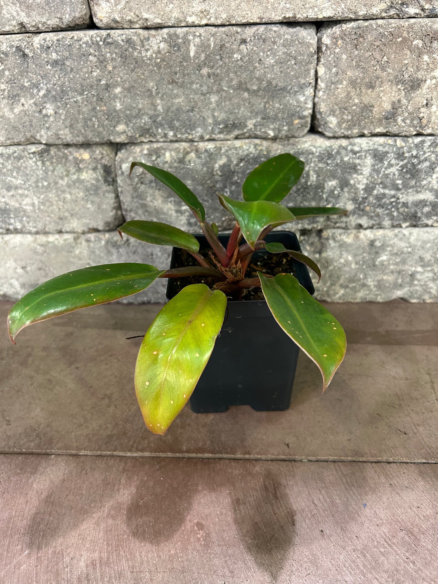 Sun Red Philodendron