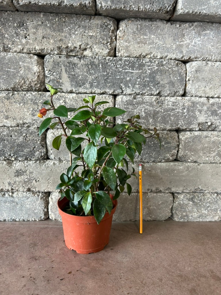 Black Goldfish Plant