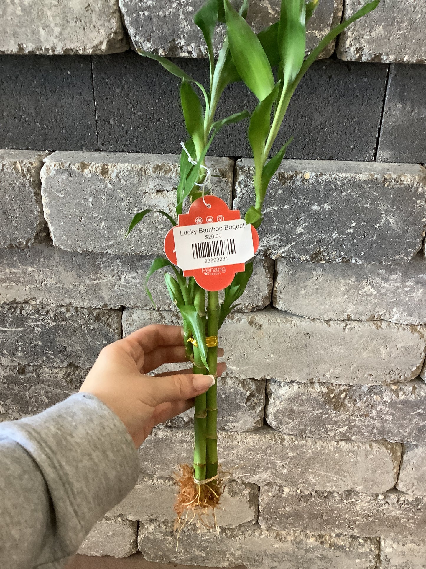 Lucky Bamboo Bouquet