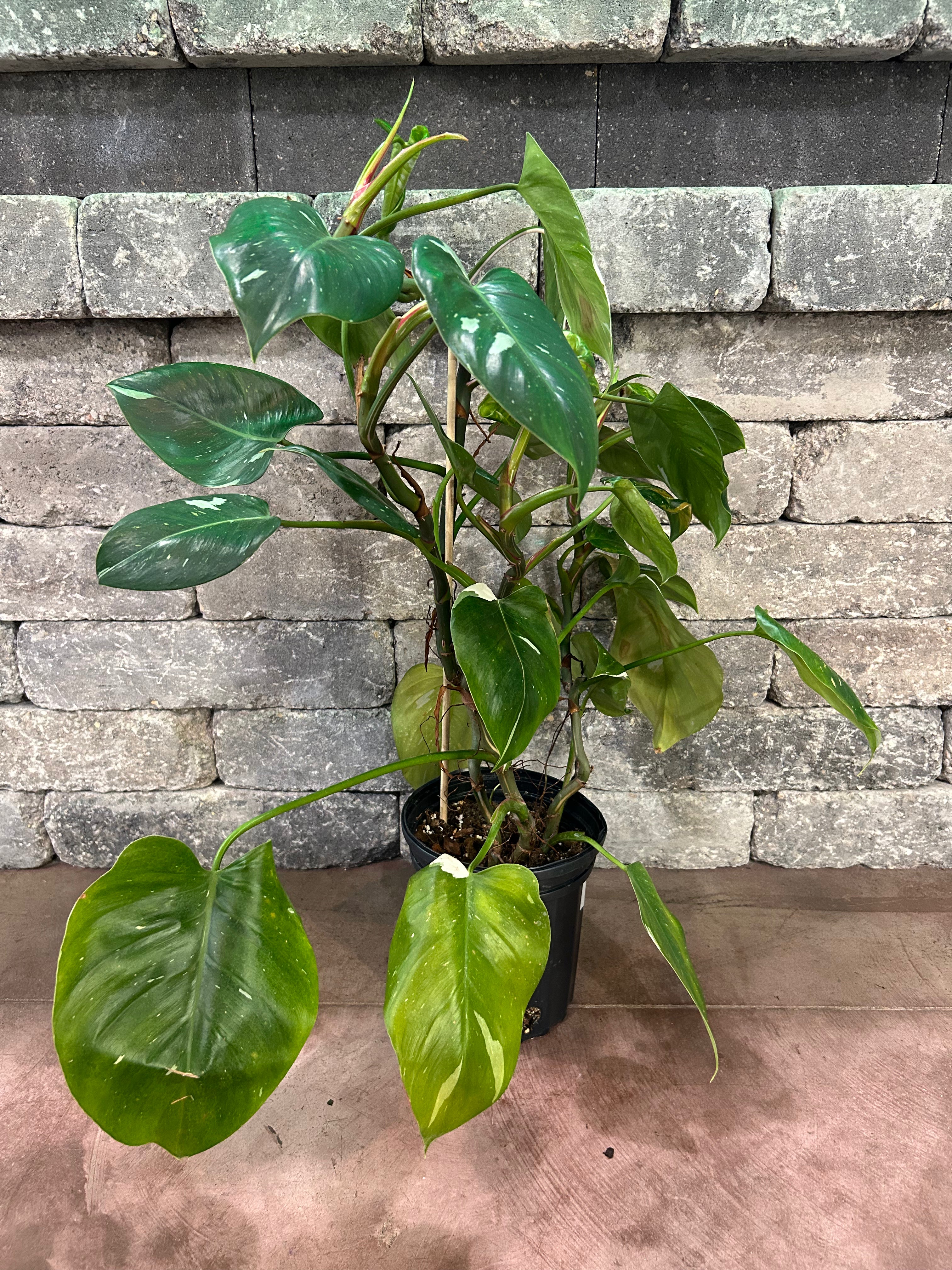 White Princess Philodendron