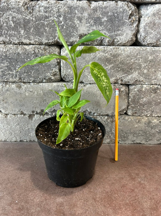 Dieffenbachia
