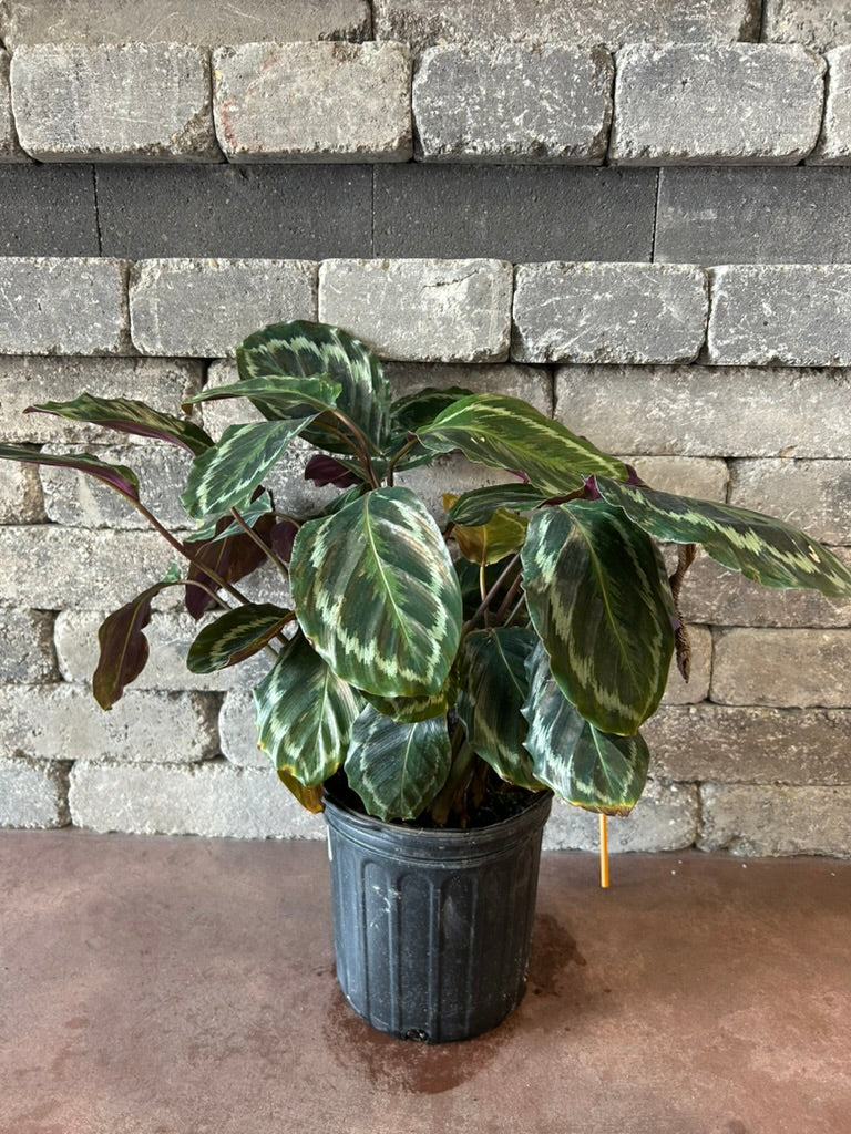 8" Calatheas
