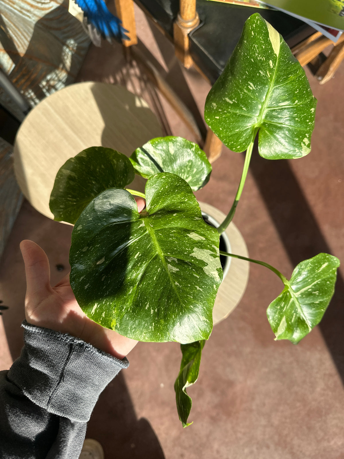 Thai Constellation Monstera