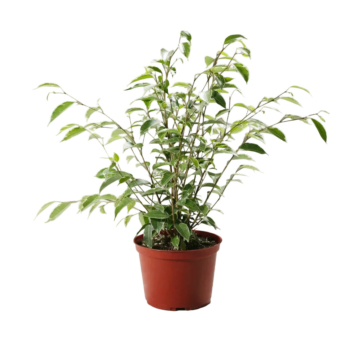 6" Variegated Ficus