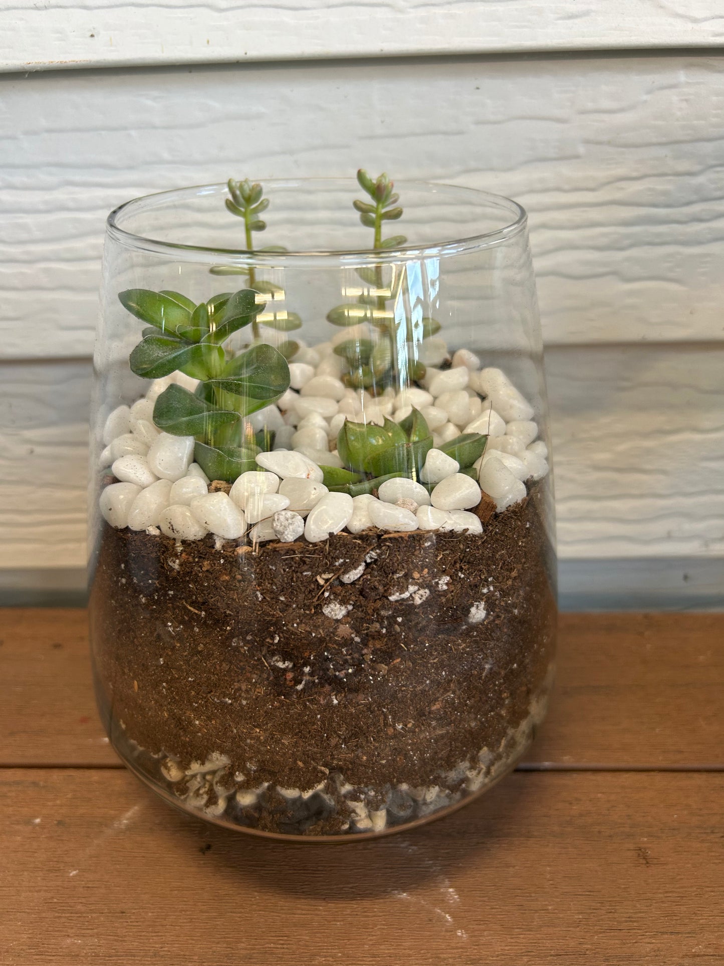 Oasis Plant Creations