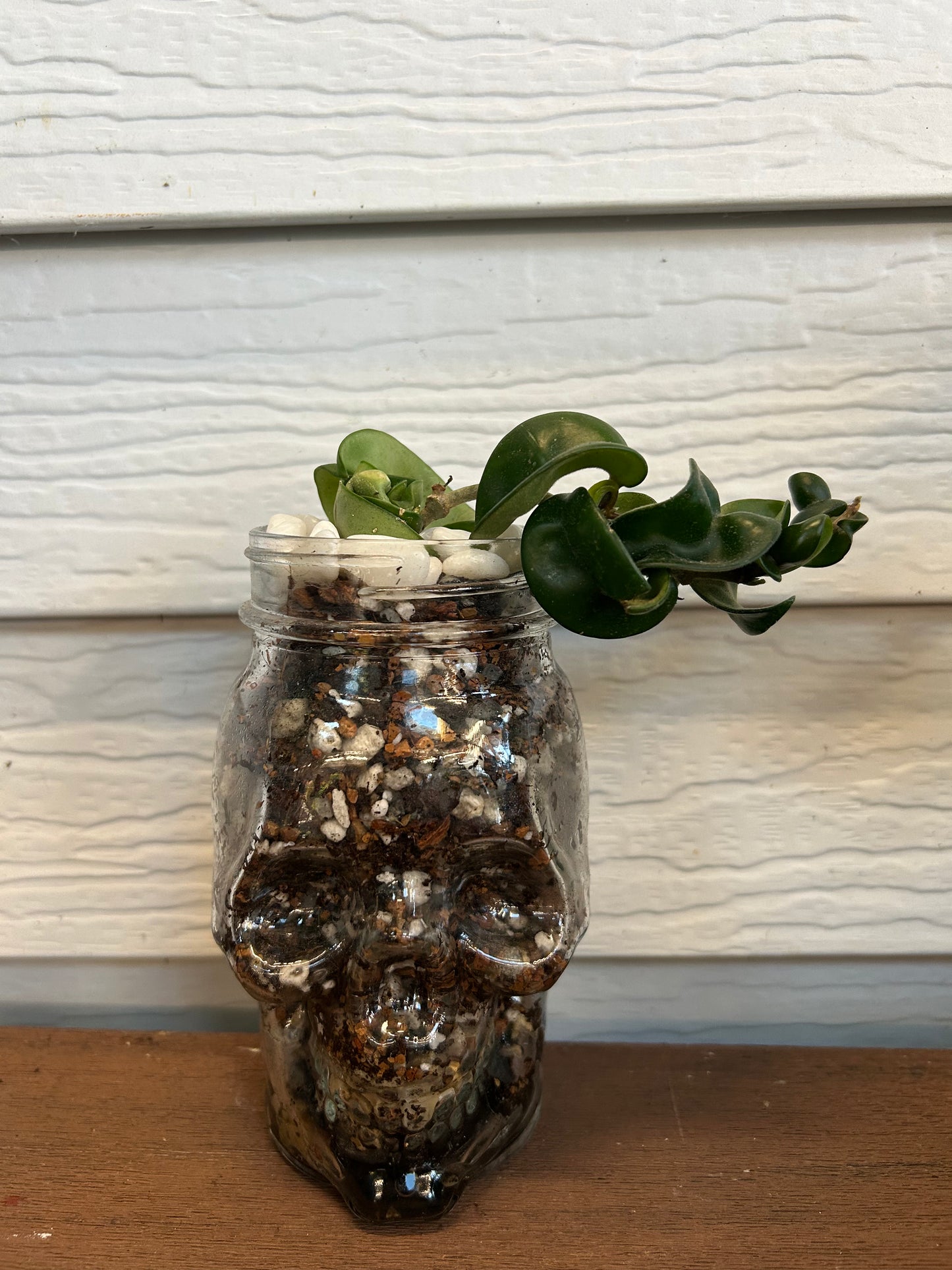 Oasis Plant Creations