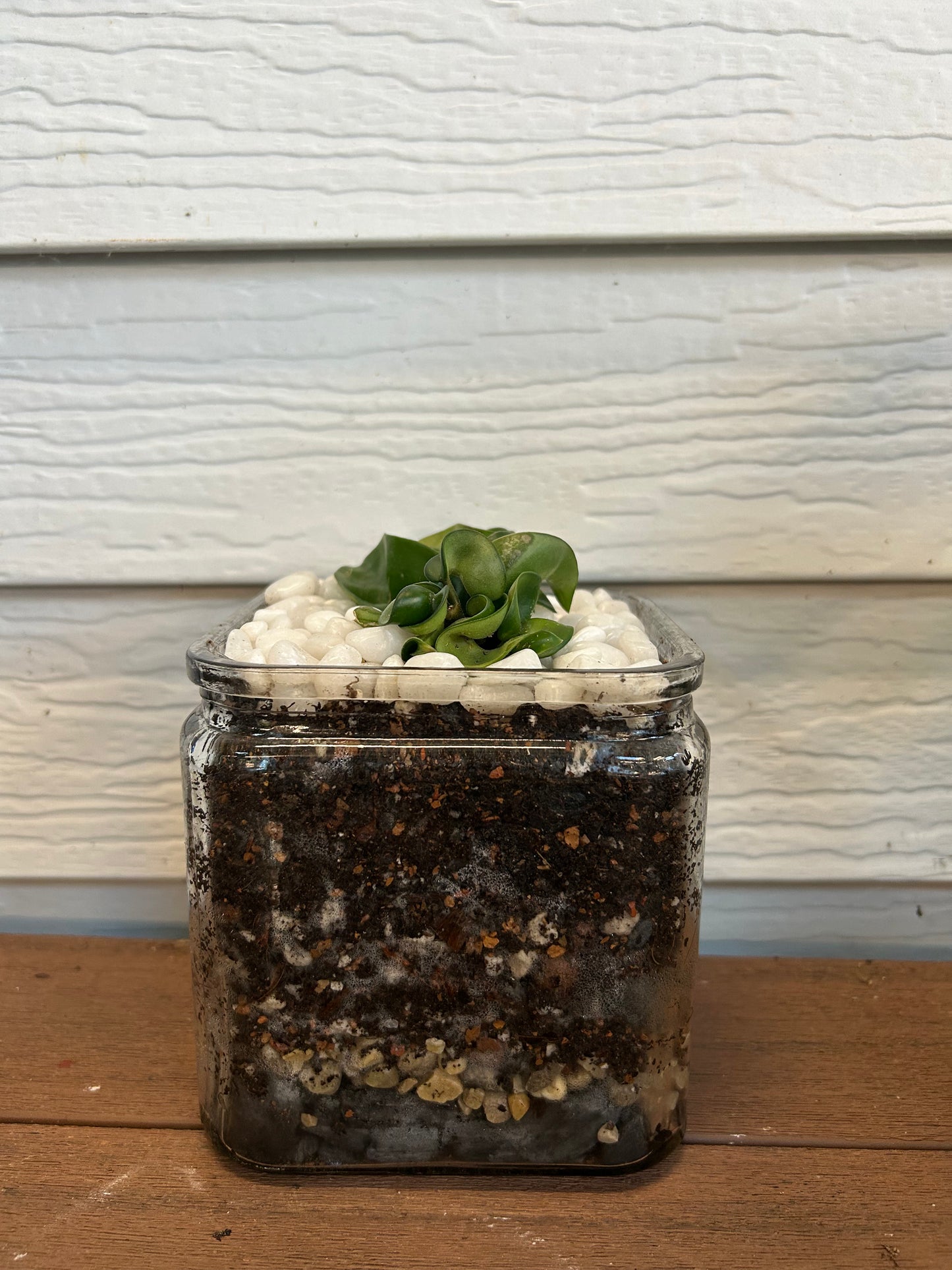 Oasis Plant Creations