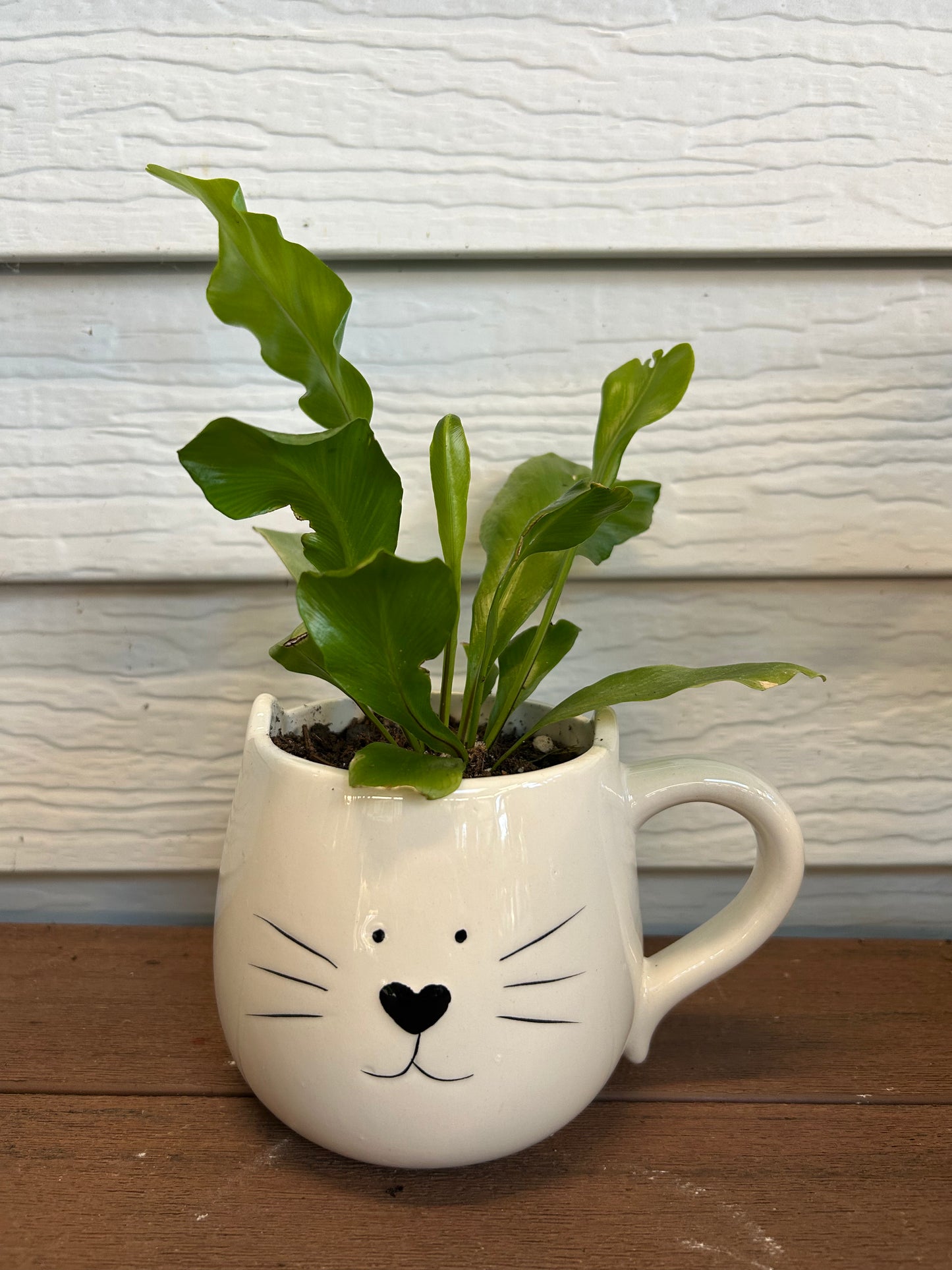 Oasis Plant Creations