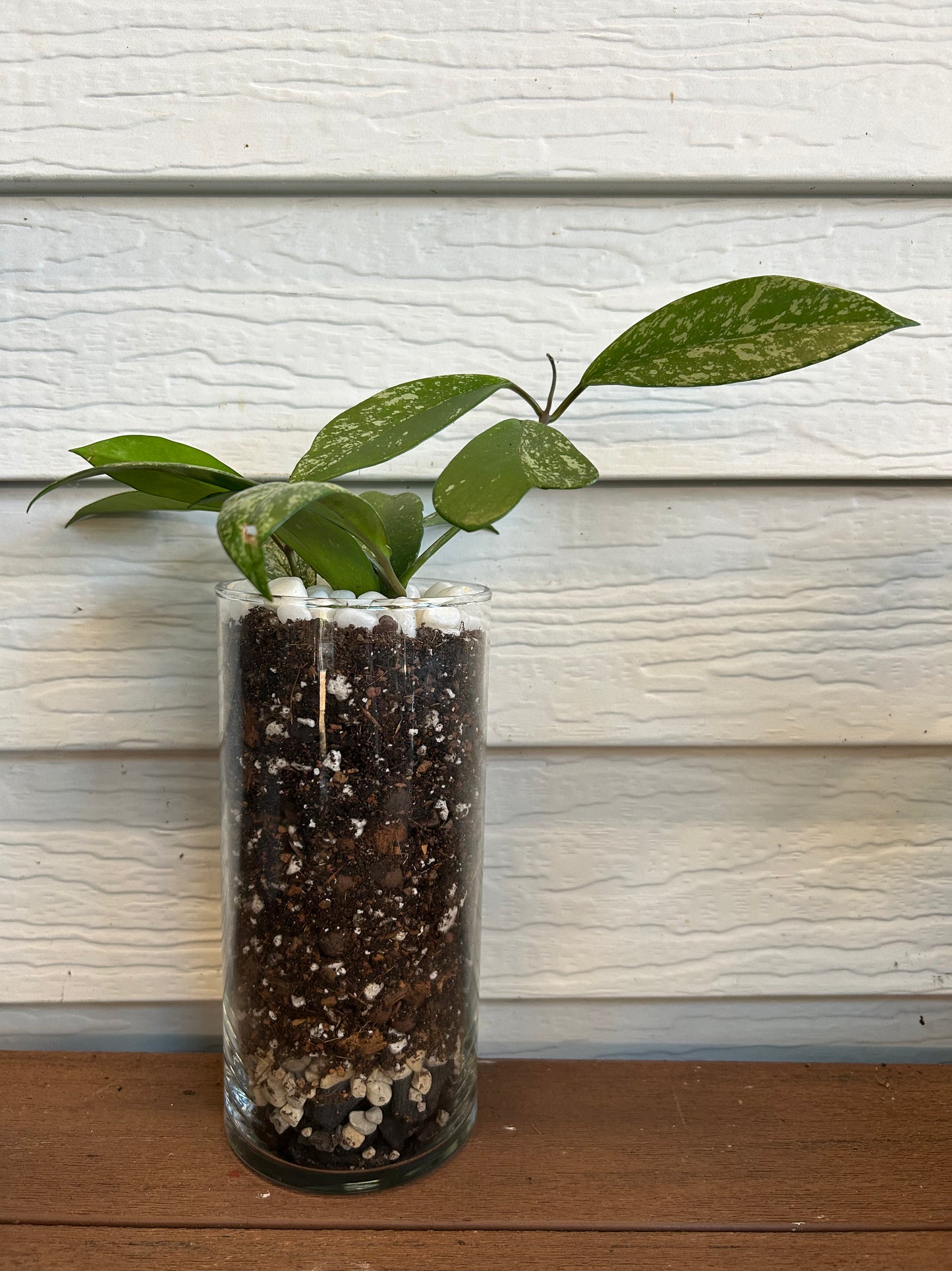 Oasis Plant Creations
