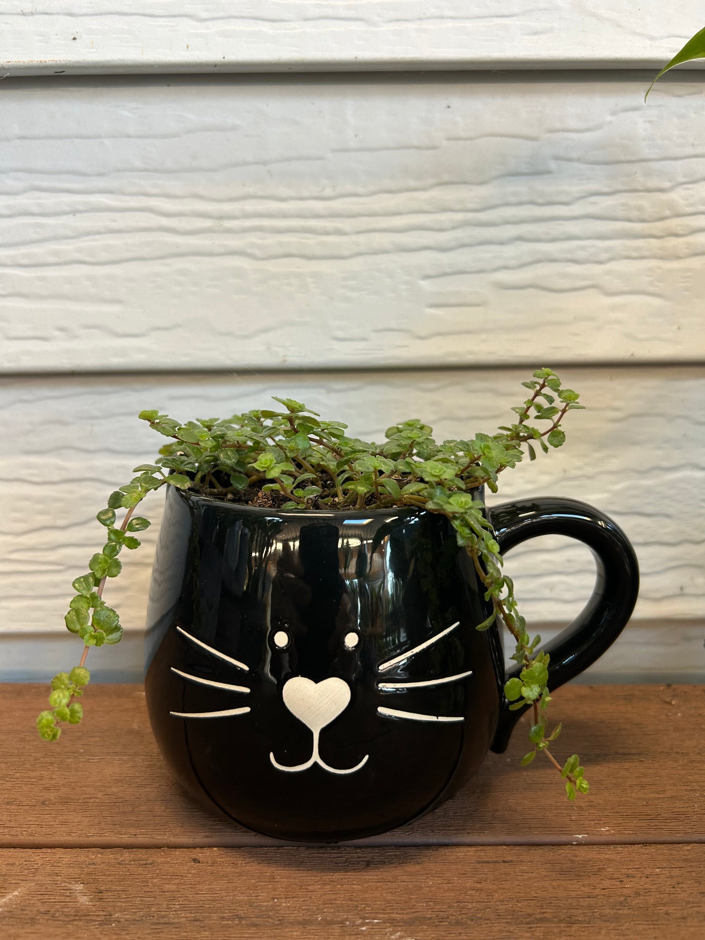 Oasis Plant Creations
