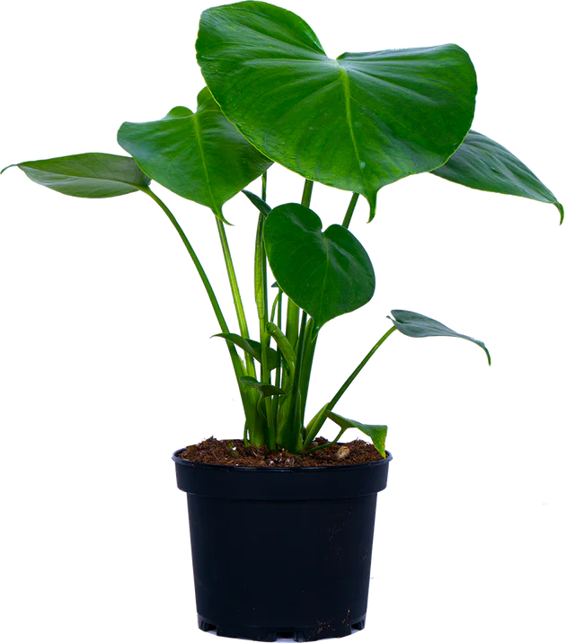 6" Monstera
