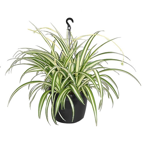 10" Spider Plant Hanging Basket