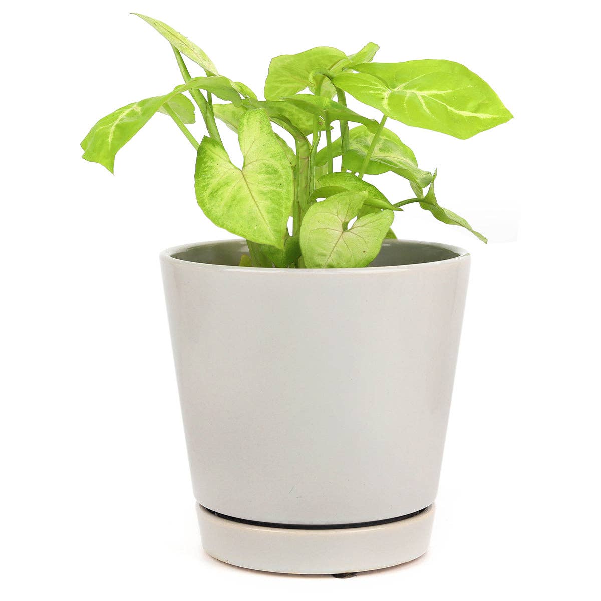 Gray Minimalist Pot