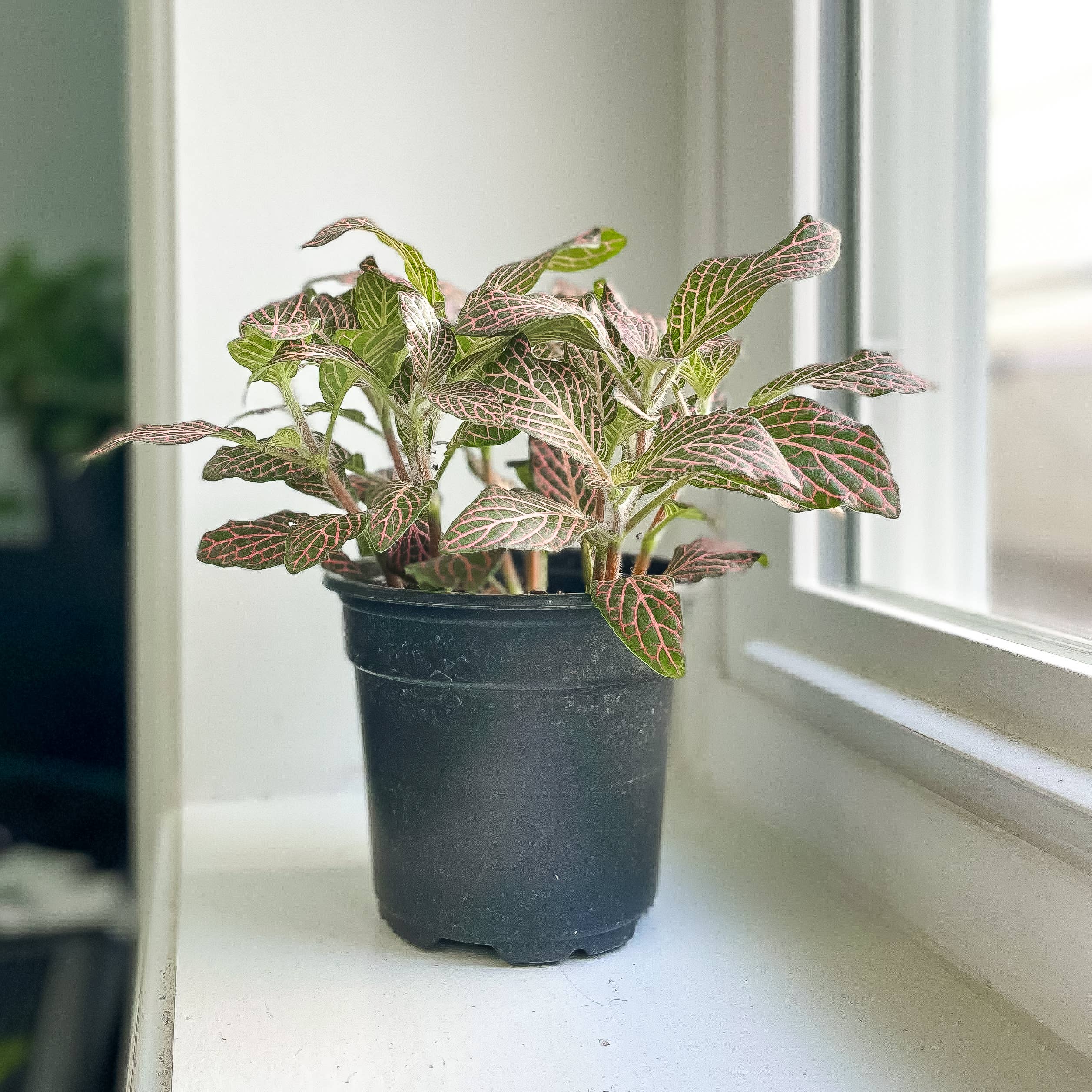 Pink Fittonia Nerve Plant
