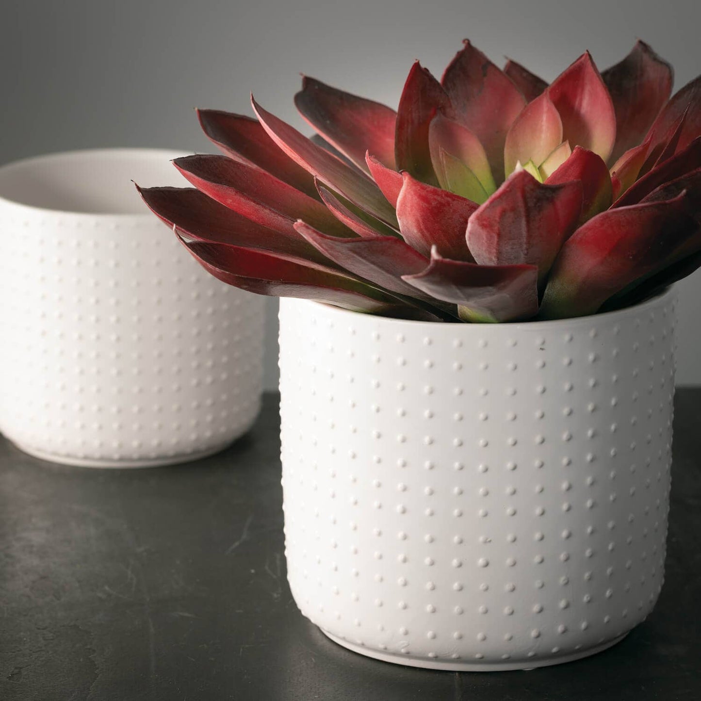 White Dotted Planter