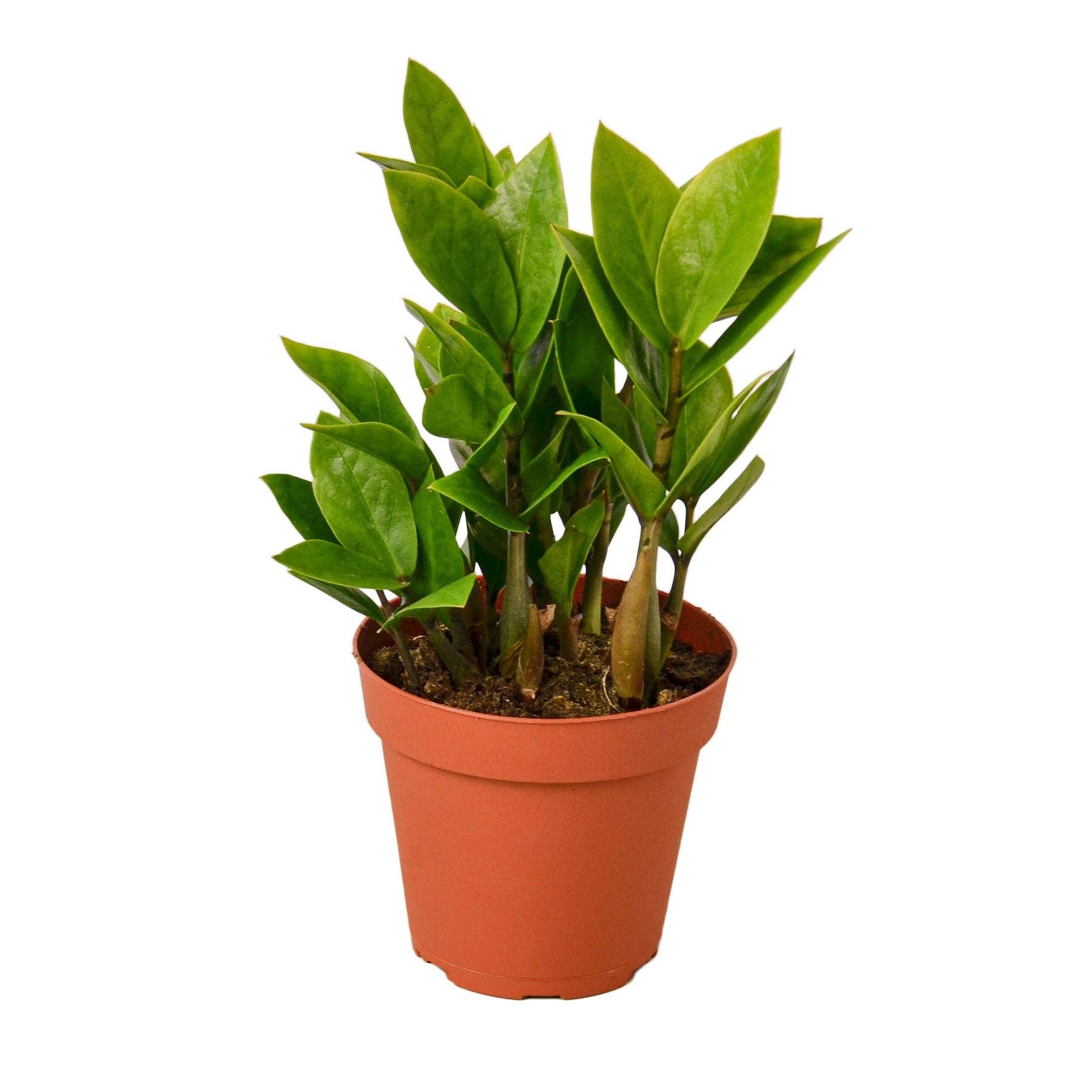 ZZ Plant (Zamioculcas Zamiifolia)