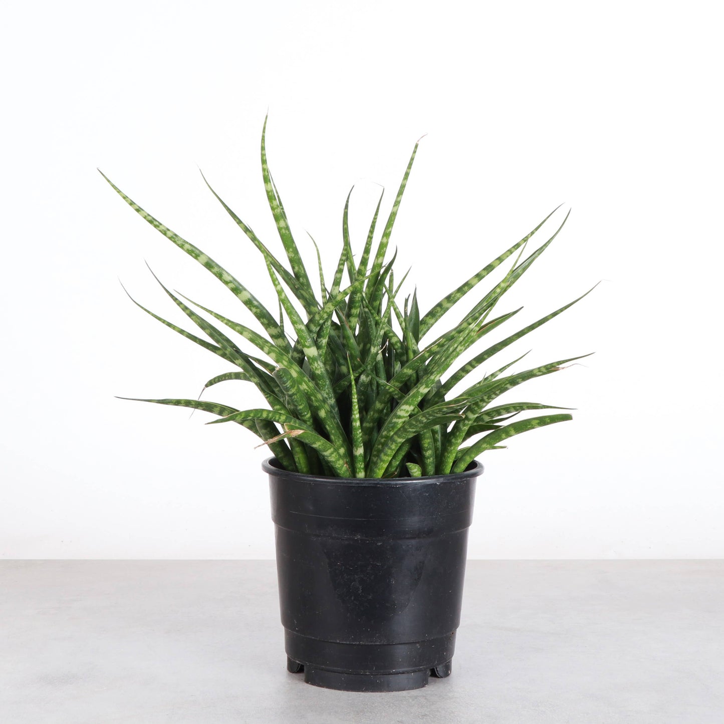 Sansevieria Fernwood