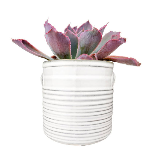 White Ribbed Ceramic Pot
