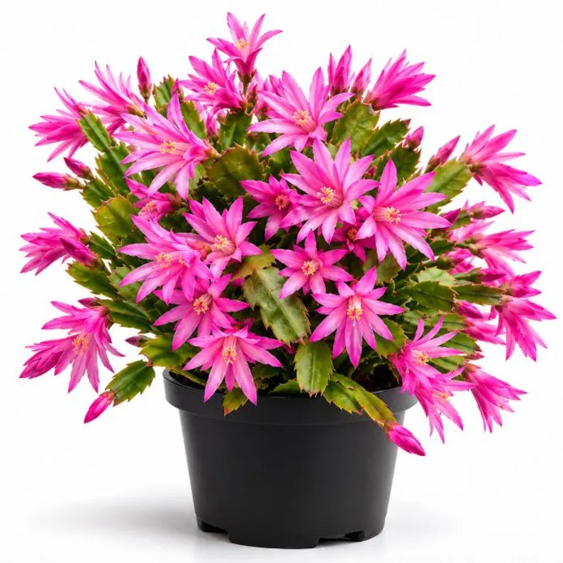 6" Spring Cactus