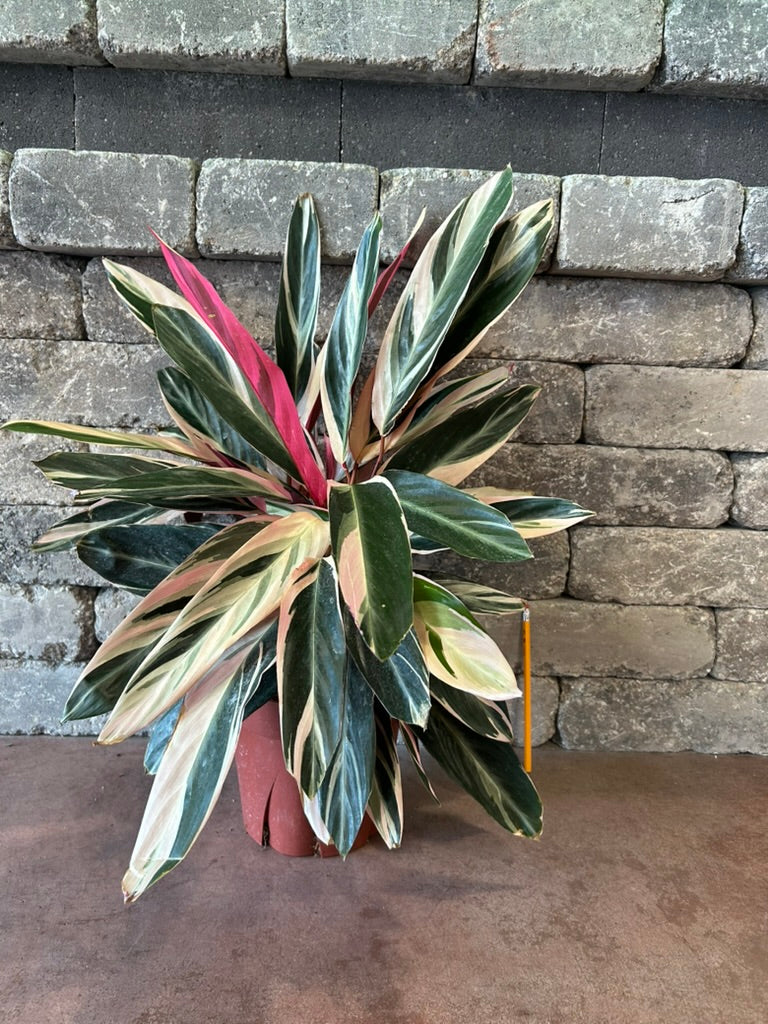 House Plants