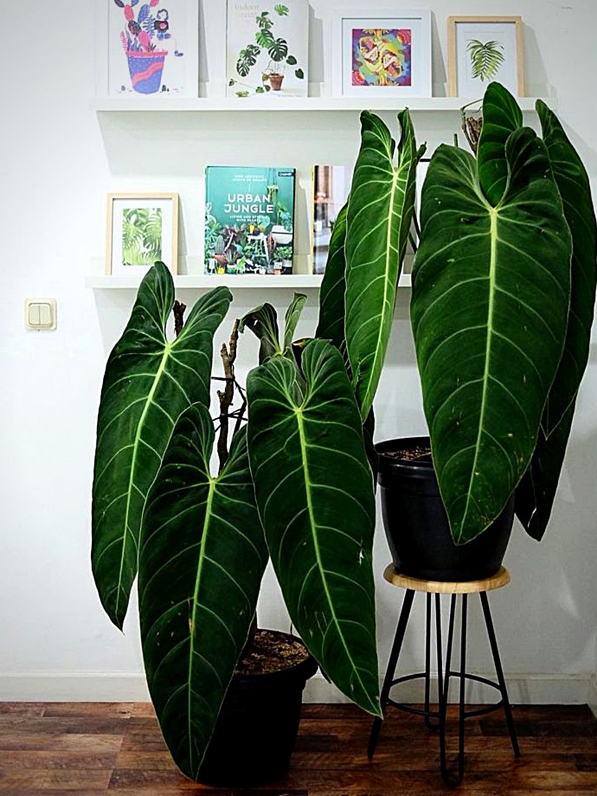 Rare House Plants